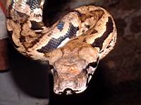 ���� ������� - ����